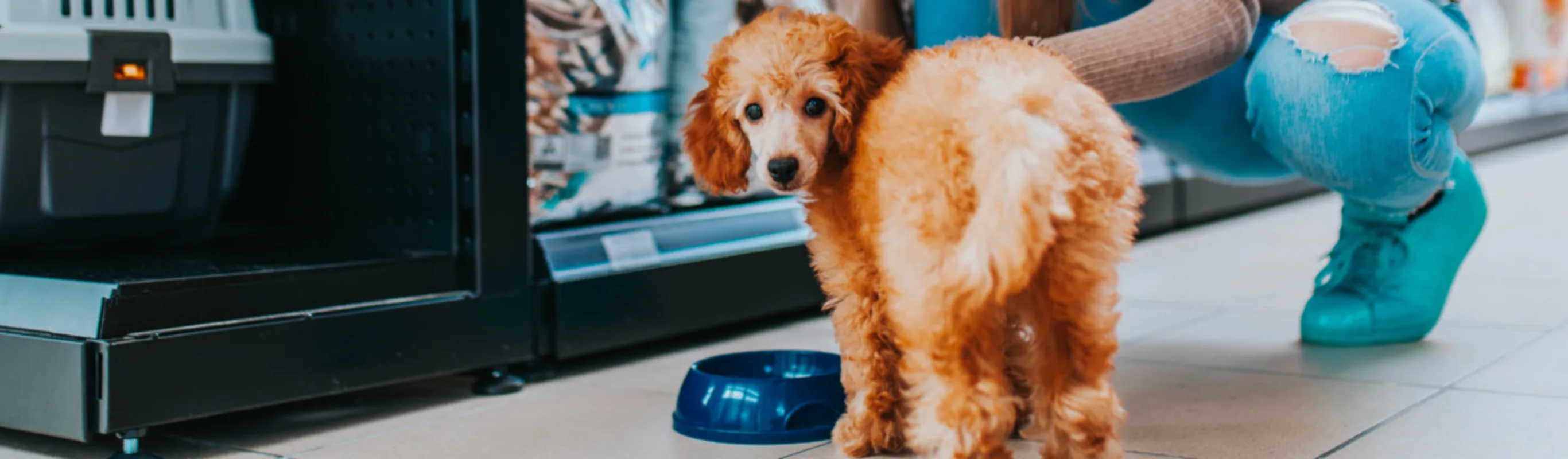 Dog Looking at Camera Inside Store